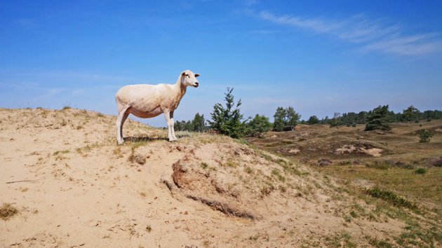 Helemaal alleen boven op de heuvel!