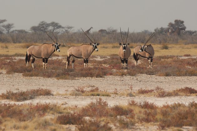 Gemsbokken in Etosha