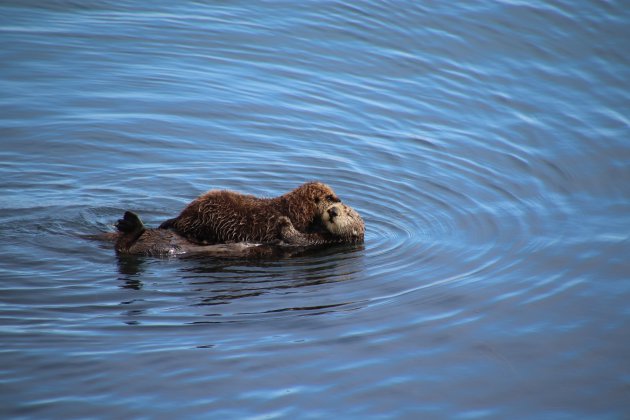 Otterliefde