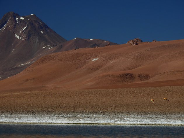 Guanaco's spotten.