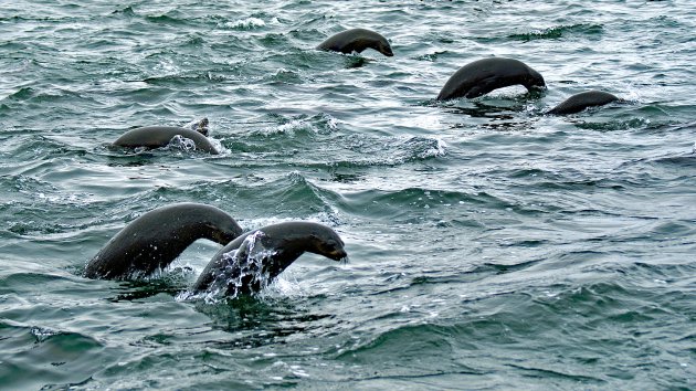 zeerobbensafari in Walvisbaai