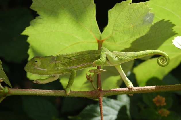 Kameleon (Chamaeleo dilepis petersi)