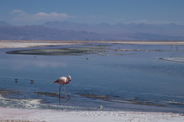 Laguna Chaxa