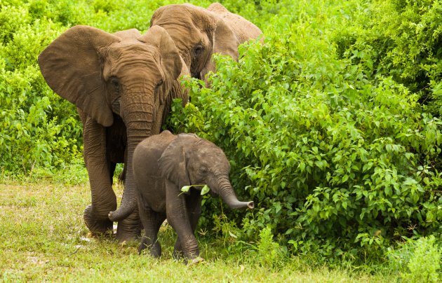 De Familie Olifant