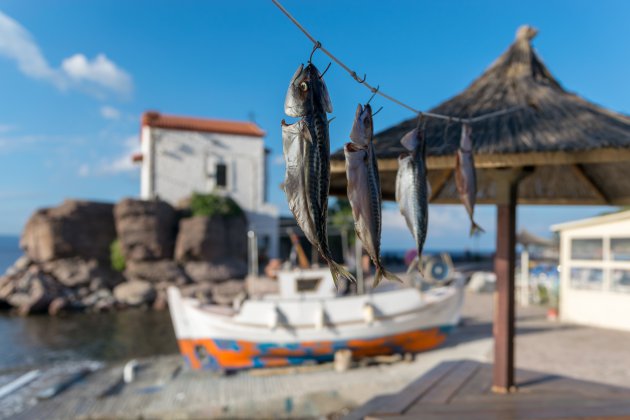 Lesbos | Skala Sikamineas