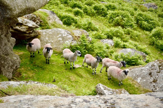 Wandelen in Dartmoor NP