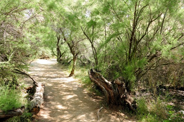 Las Tablas de Daimiel