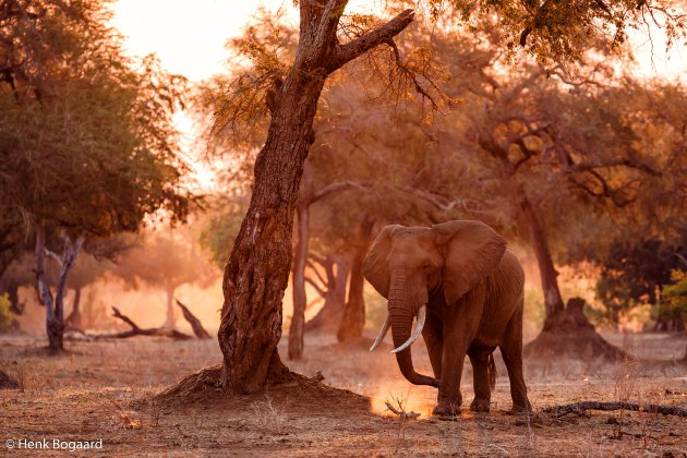 Olifant in laatste licht met veel stof