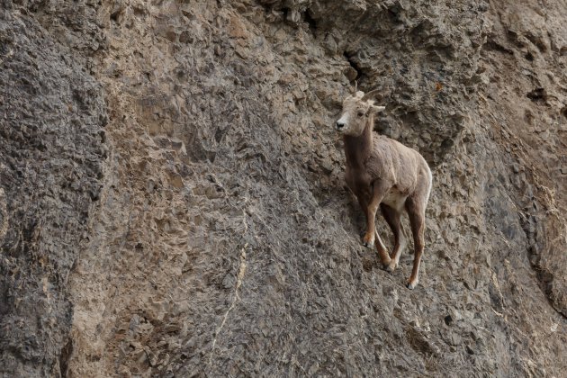 Bighornsheep