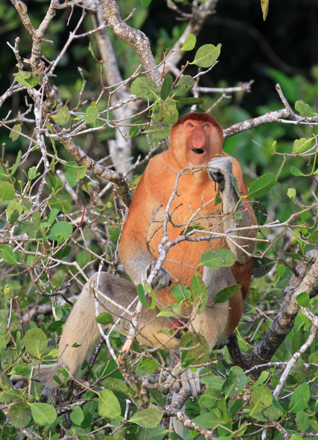 Santubong Wildlife Cruise