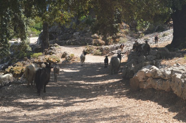 Berggeiten bij Gorropu kloof, Ghenna Silana