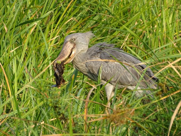 Shoebill in volle actie