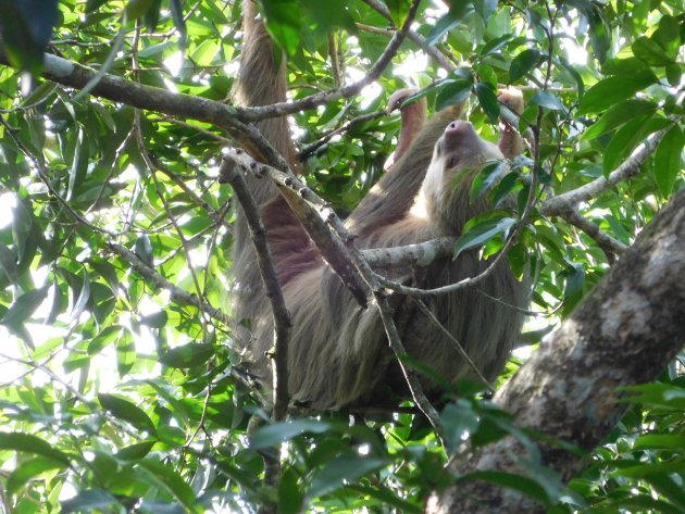 Luiaard in Costa Rica