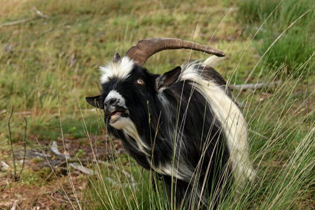 Landgeit in Nationaal Park Dwingelderveld