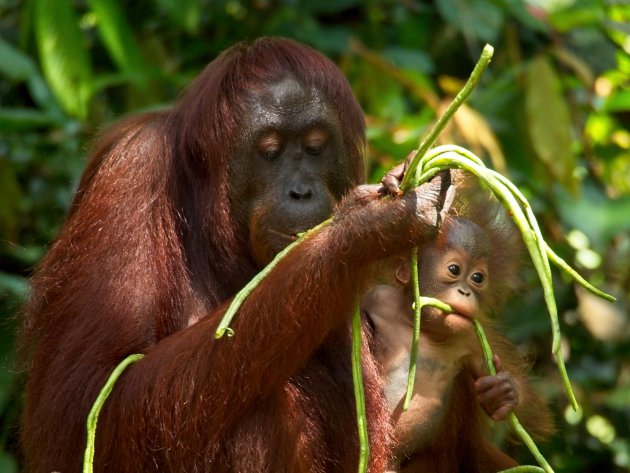 Het Orang Utan Rehabilitation Centre bij Sepilok