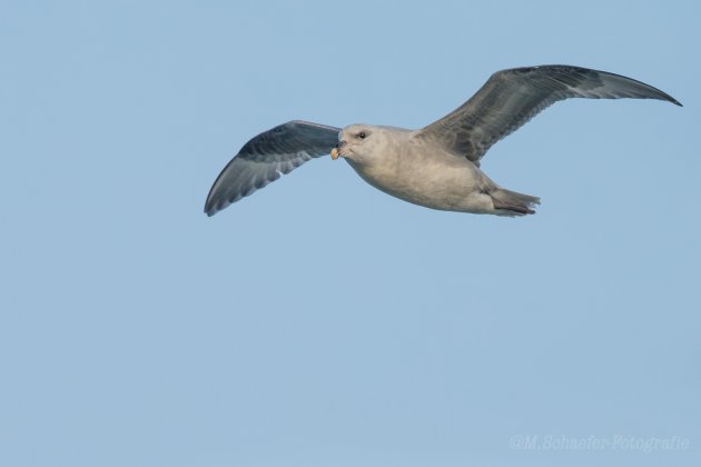 Noordse Stormvogel