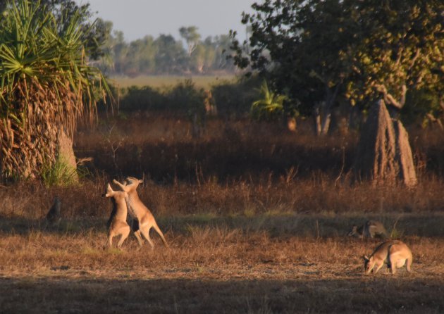 Vechtende wallabies