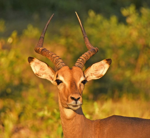 Een impala in de zon