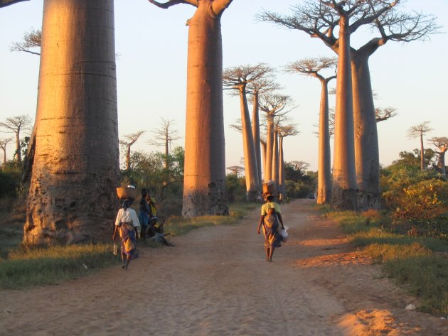 Avenue de Baobab