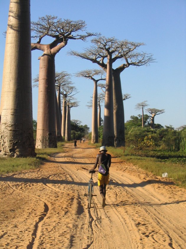 Avenue de Baobab