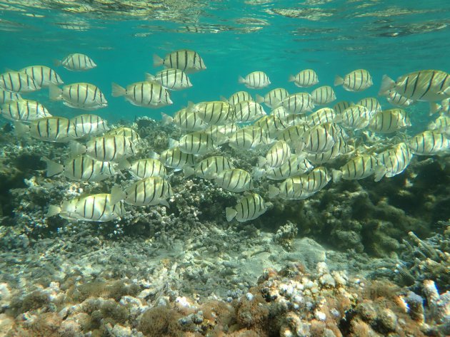 Convict surgeonfish