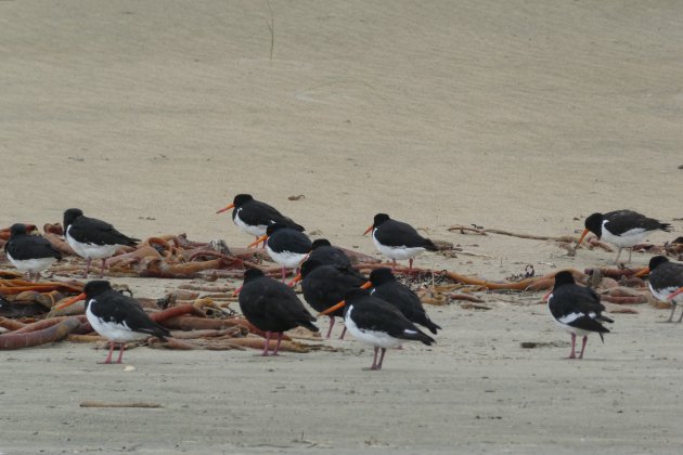 Oystercatchers