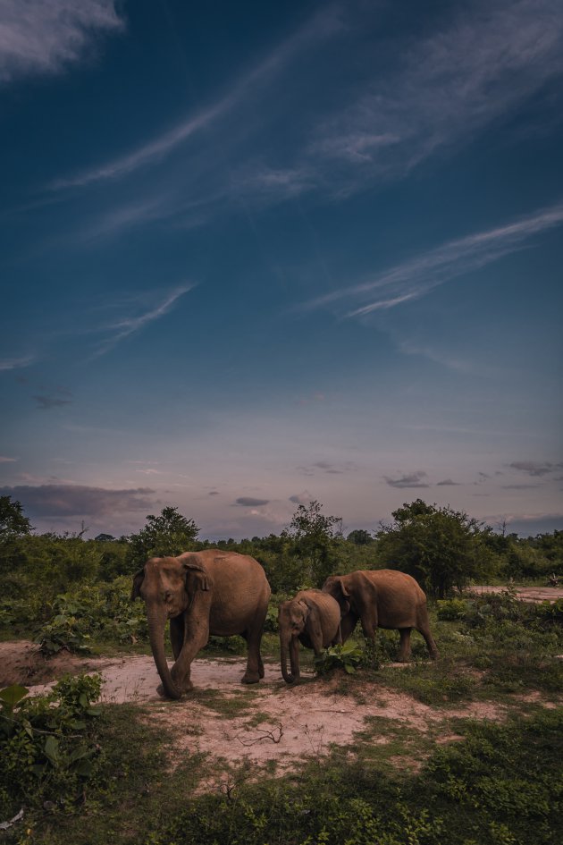 Een safari? die doe je met zonsopgang!