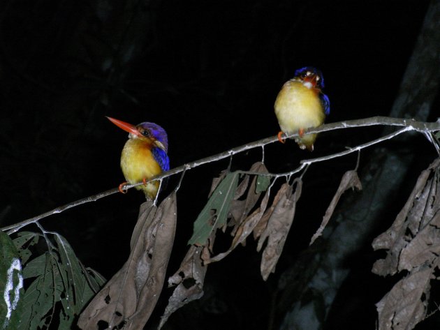 Ijsvogeltjes in de nacht