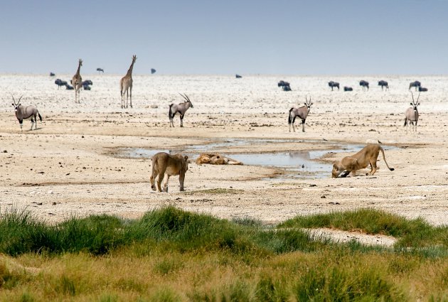 De waterplaatsen van Etosha