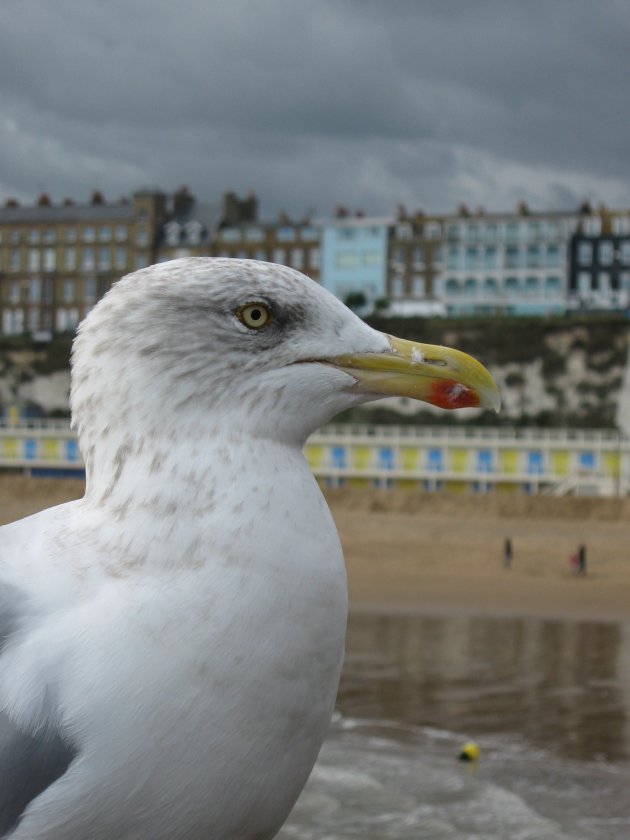 Seagull