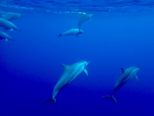 Spinner dolphins