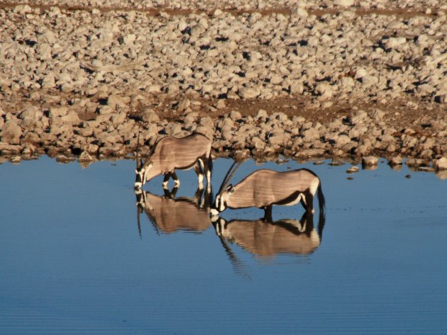 Drinkende gemsbokken in Etosha