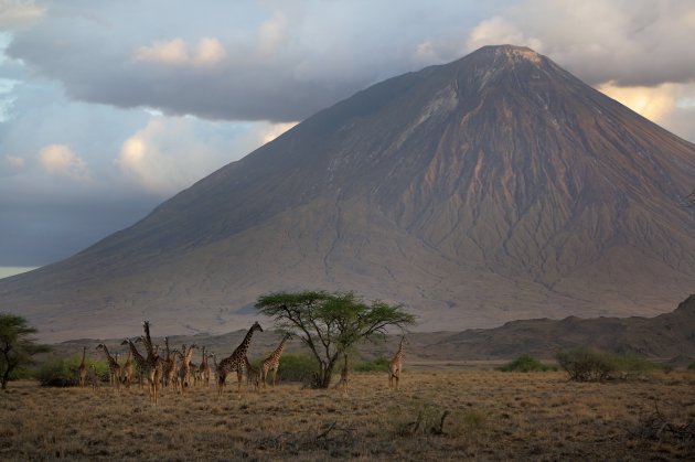 Giraffes in het laatste licht