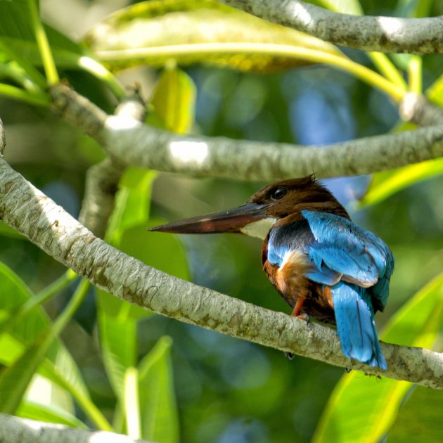 Kingfisher Sri Lanka