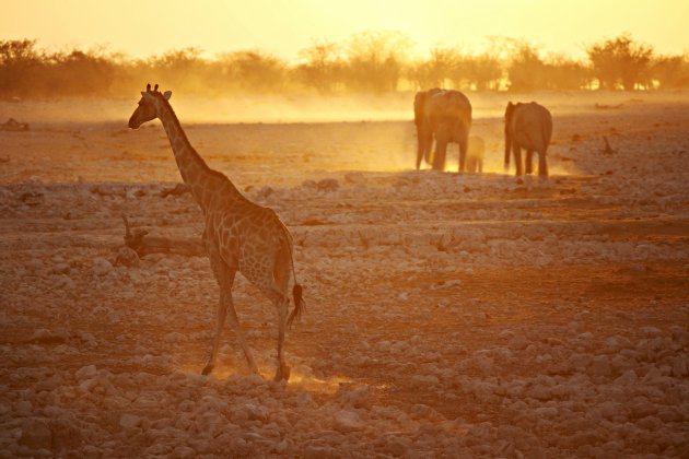 Wanneer de zon ondergaat worden dieren actief