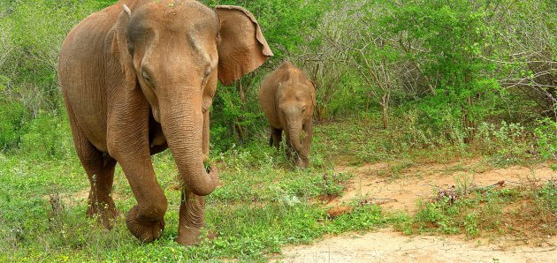 Safariparken streep je hier van je bucketlist!