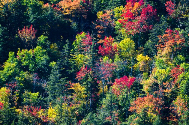 Herfst in de USA