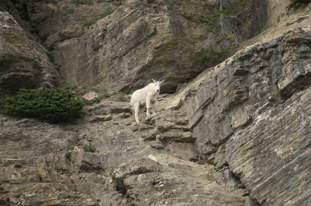 mountain sheep