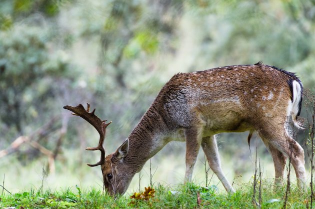 Herten in de AWD