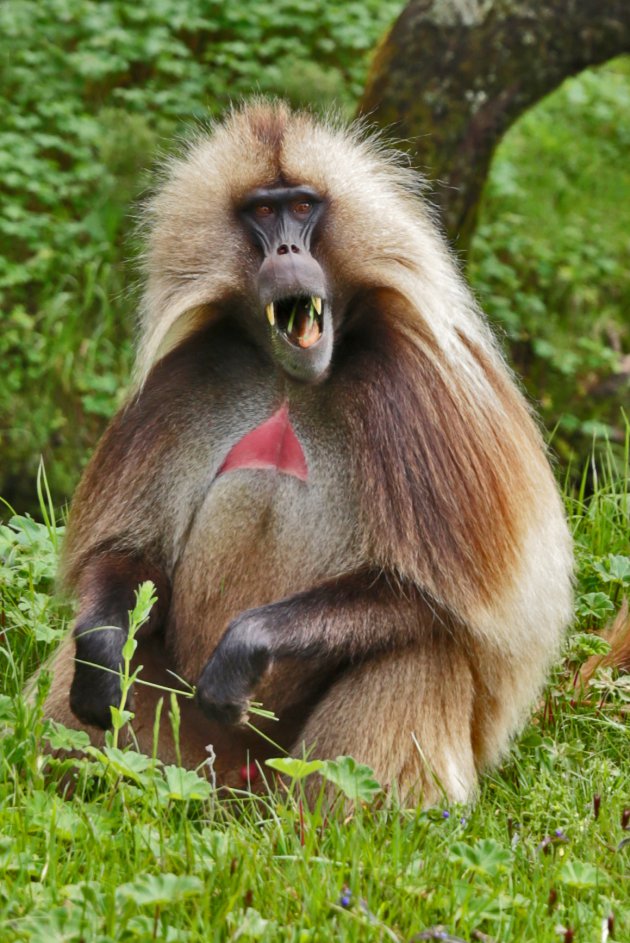 Gelada Baviaan in Ethiopië