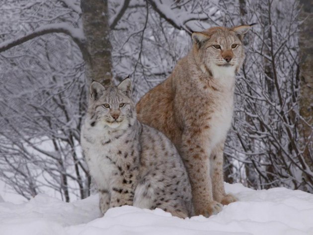 Norway in winter