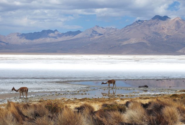 Vicuña's