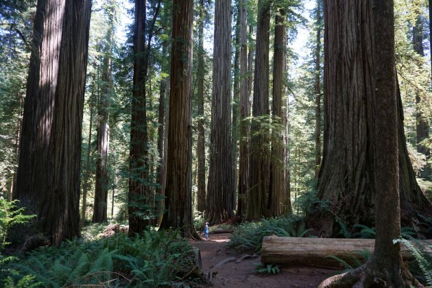 klein duimpje in Redwood