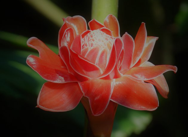 Red Torch Ginger Flower