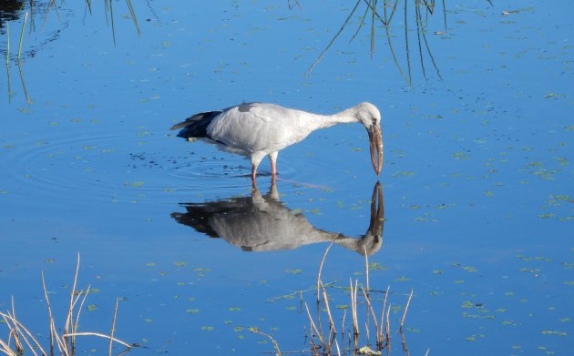 Vogels te over in het Yala N.P.