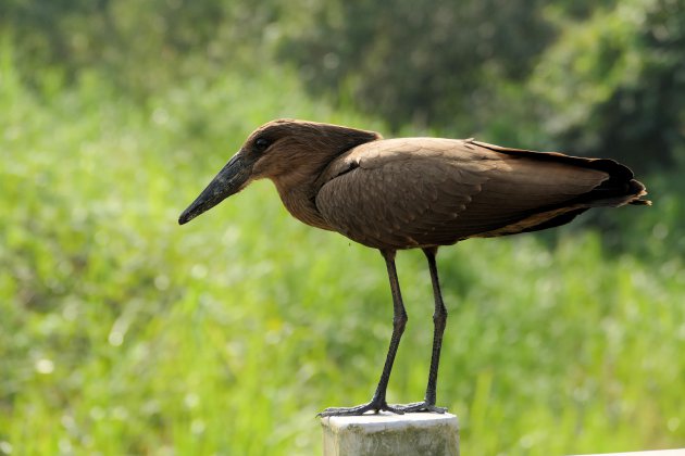 Hamerkop