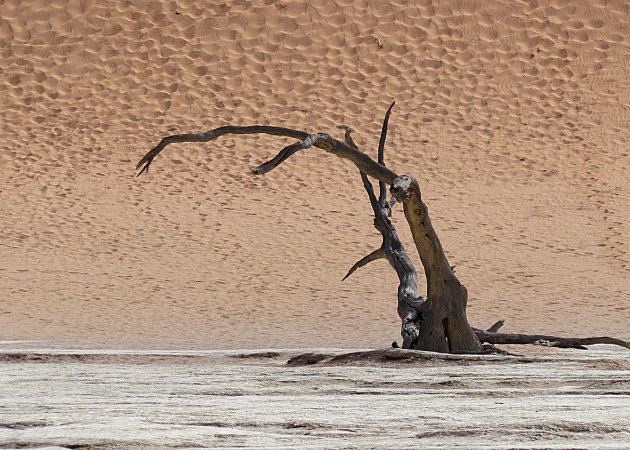 dead tree stilleven