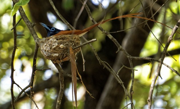 Indian paradise flycatcher