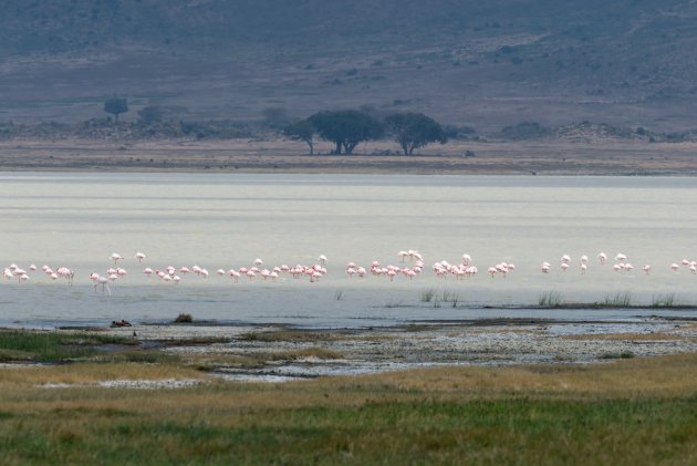 Flamingo's op een rijtje