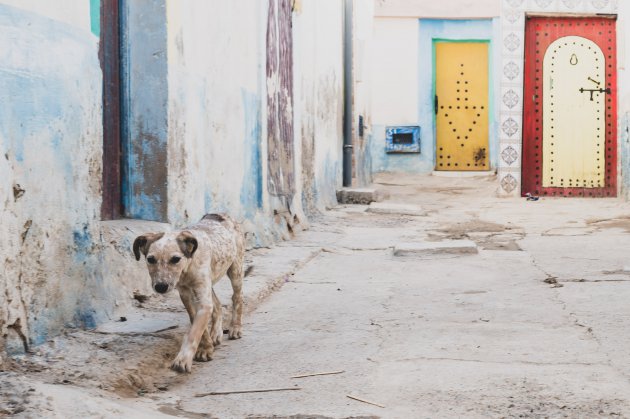 Colorpicture / Dog in streets